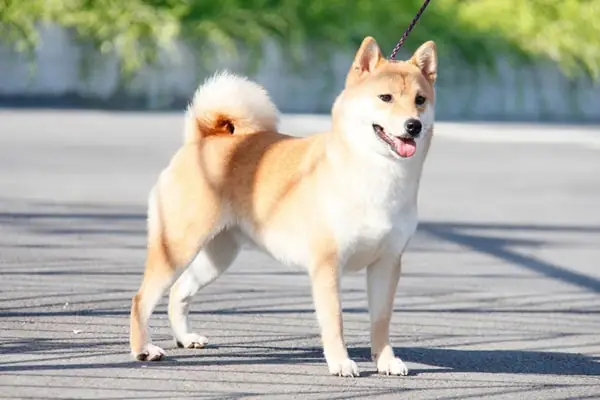 Hình Ảnh Chó Shiba Cười Đểu Đáng Yêu Hình Ảnh Chó Shiba Cười Đểu Đáng Yêu
