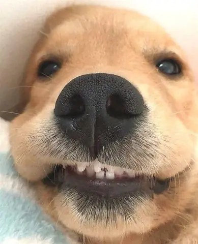 Tổng Hợp Ảnh Chó Nhe Răng Cười Đểu Hài Hước Tổng Hợp Ảnh Chó Nhe Răng Cười Đểu Hài Hước