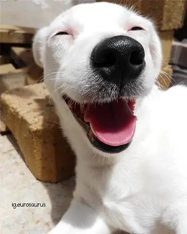 Tổng Hợp Ảnh Chó Nhe Răng Cười Đểu Hài Hước Tổng Hợp Ảnh Chó Nhe Răng Cười Đểu Hài Hước