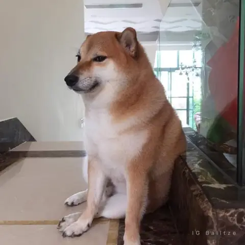 Hình Ảnh Chó Shiba Cười Đểu Đáng Yêu Hình Ảnh Chó Shiba Cười Đểu Đáng Yêu