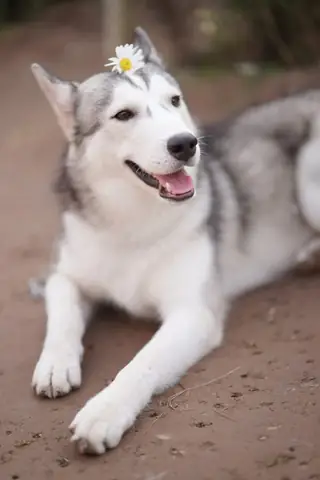 Tổng Hợp Ảnh Chó Nhe Răng Cười Đểu Hài Hước Tổng Hợp Ảnh Chó Nhe Răng Cười Đểu Hài Hước