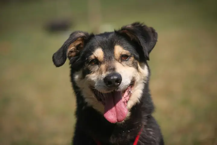 Tổng Hợp Ảnh Chó Nhe Răng Cười Đểu Hài Hước Tổng Hợp Ảnh Chó Nhe Răng Cười Đểu Hài Hước