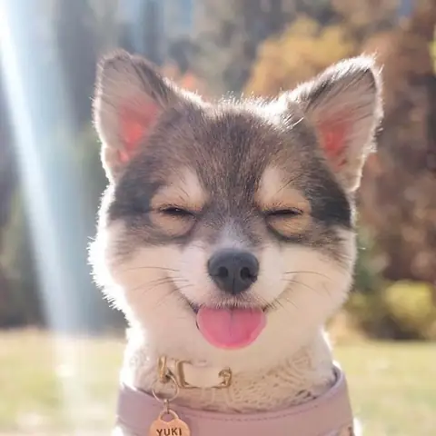 Tổng Hợp Ảnh Chó Nhe Răng Cười Đểu Hài Hước Tổng Hợp Ảnh Chó Nhe Răng Cười Đểu Hài Hước