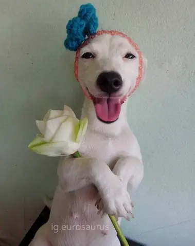 Tổng Hợp Ảnh Chó Nhe Răng Cười Đểu Hài Hước Tổng Hợp Ảnh Chó Nhe Răng Cười Đểu Hài Hước