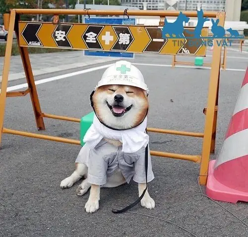 Tổng Hợp Ảnh Chó Nhe Răng Cười Đểu Hài Hước Tổng Hợp Ảnh Chó Nhe Răng Cười Đểu Hài Hước