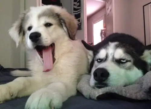 Tổng Hợp Ảnh Chó Nhe Răng Cười Đểu Hài Hước Tổng Hợp Ảnh Chó Nhe Răng Cười Đểu Hài Hước