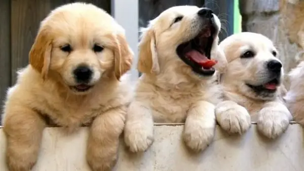 Hình Ảnh Chó Golden Cười Ngộ Nghĩnh Hình Ảnh Chó Golden Cười Ngộ Nghĩnh