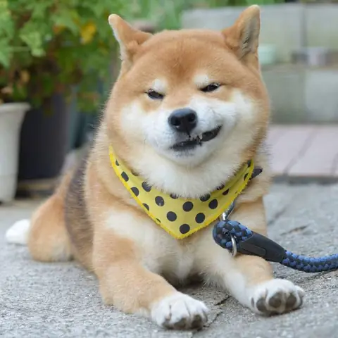 Hình Ảnh Chó Shiba Cười Đểu Đáng Yêu Hình Ảnh Chó Shiba Cười Đểu Đáng Yêu