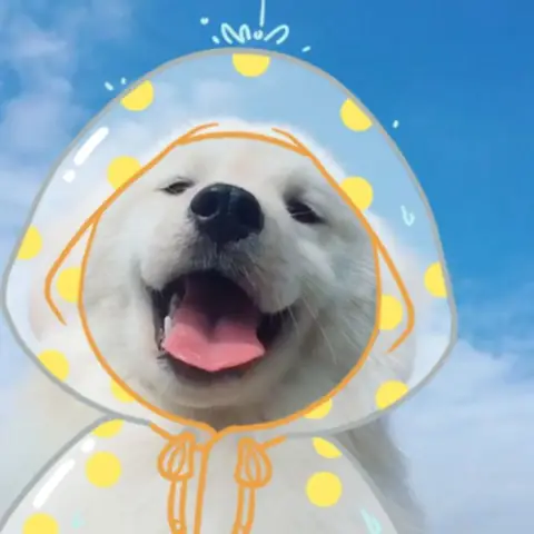 Tổng Hợp Ảnh Chó Nhe Răng Cười Đểu Hài Hước Tổng Hợp Ảnh Chó Nhe Răng Cười Đểu Hài Hước