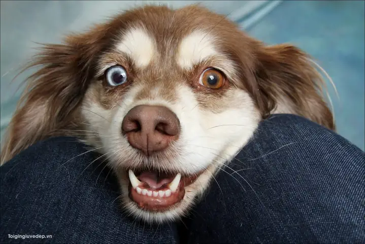 Tổng Hợp Ảnh Chó Nhe Răng Cười Đểu Hài Hước Tổng Hợp Ảnh Chó Nhe Răng Cười Đểu Hài Hước