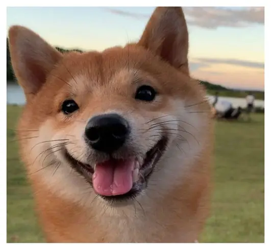 Hình Ảnh Chó Shiba Cười Đểu Đáng Yêu Hình Ảnh Chó Shiba Cười Đểu Đáng Yêu