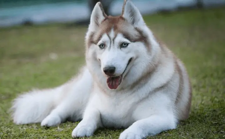 Hình Ảnh Những Chú Chú Husky Ngáo Cười Hình Ảnh Những Chú Chú Husky Ngáo Cười