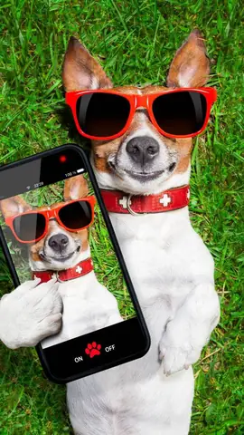 Ảnh Con Chó Hài Hước