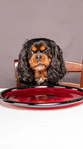 Ảnh Con Chó Hài Hước