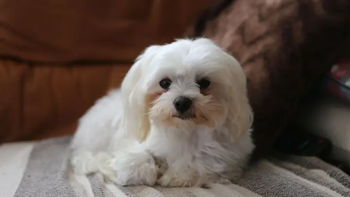 Ảnh Con Chó Ngộ Nghĩnh