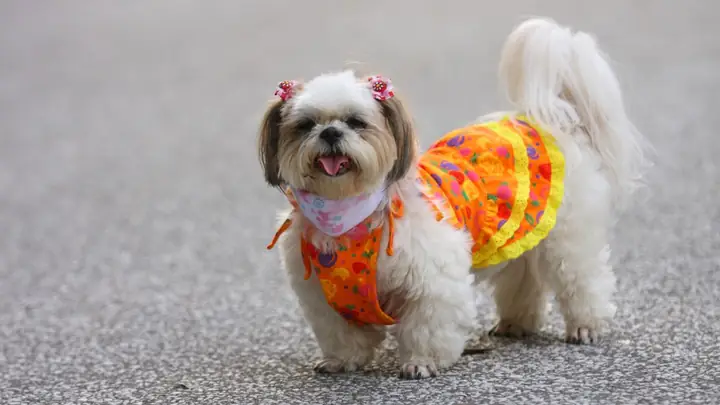 Ảnh Con Chó Ngộ Nghĩnh