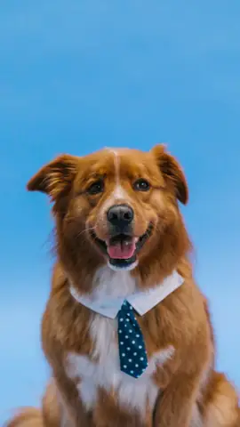 Ảnh Con Chó Hài Hước