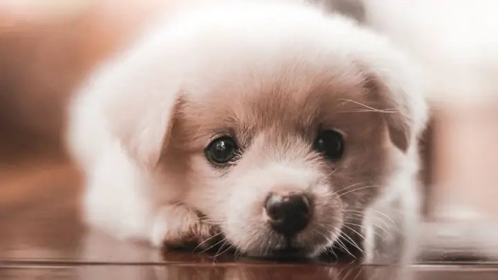 Ảnh Con Chó Ngộ Nghĩnh