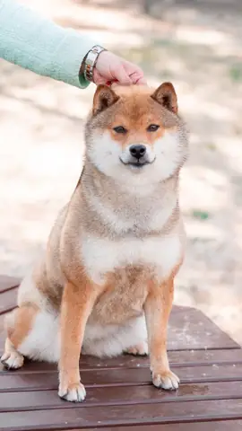 Ảnh Chó Cool Ngầu