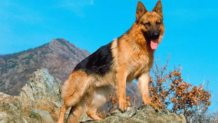 Hình Nền Con Chó Ngầu