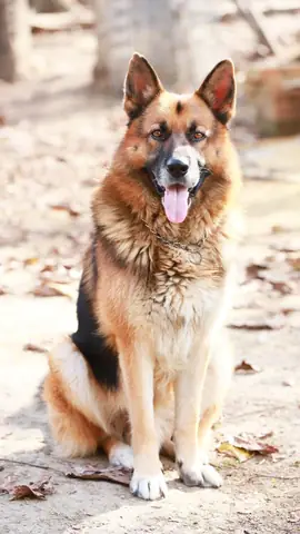 Ảnh Chó Cool Ngầu