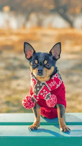 Ảnh Con Chó Hài Hước