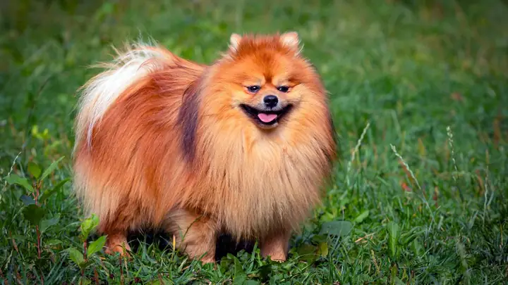 Hình Nền Con Chó Ngầu