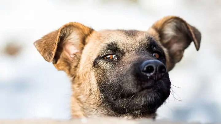 Hình Nền Con Chó Ngầu