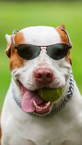 Ảnh Con Chó Hài Hước