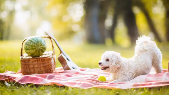 Hình Ảnh Con Chó Đẹp, Chất Lượng Cao