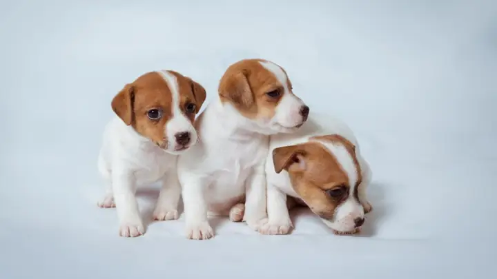 Ảnh Con Chó Ngộ Nghĩnh