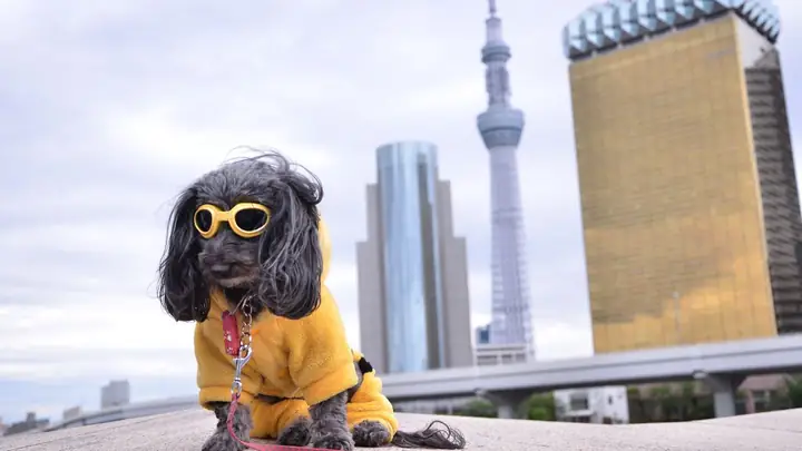 Hình Nền Con Chó Ngầu