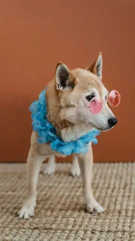 Ảnh Con Chó Hài Hước