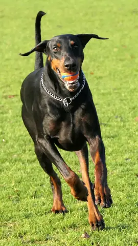 Ảnh Chó Cool Ngầu