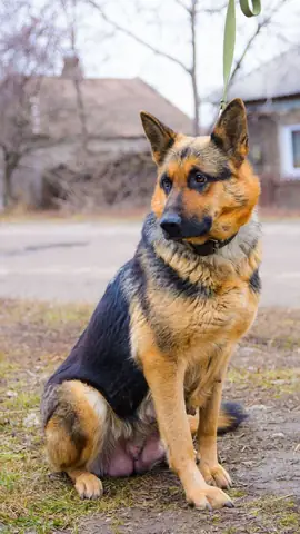 Ảnh Chó Cool Ngầu