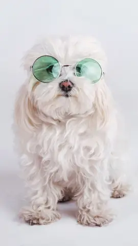 Ảnh Con Chó Hài Hước