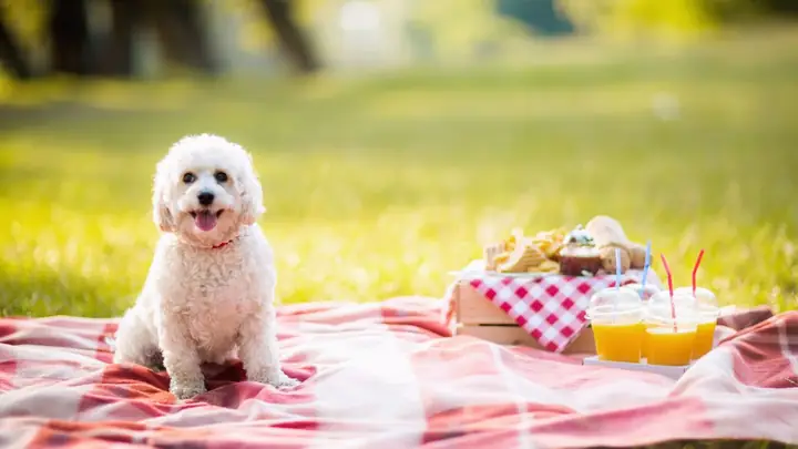 Hình Ảnh Con Chó Đẹp, Chất Lượng Cao