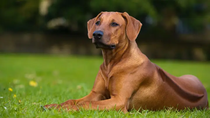 Hình Ảnh Con Chó Đẹp, Chất Lượng Cao