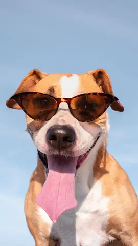 Ảnh Con Chó Hài Hước