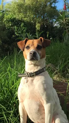 Ảnh Chó Cool Ngầu