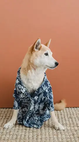 Ảnh Con Chó Hài Hước