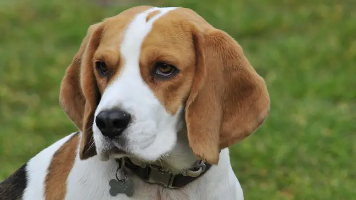 Hình Nền Con Chó Ngầu