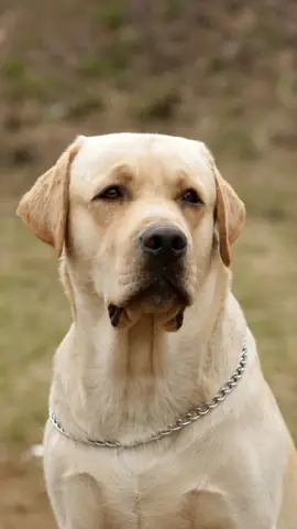 Ảnh Chó Cool Ngầu