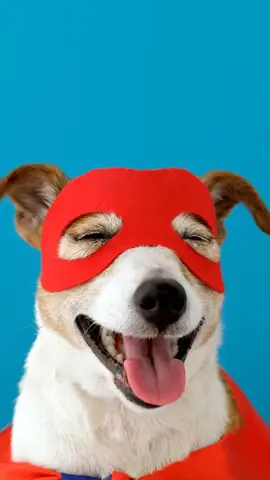 Ảnh Con Chó Hài Hước