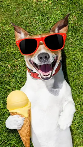 Ảnh Con Chó Hài Hước