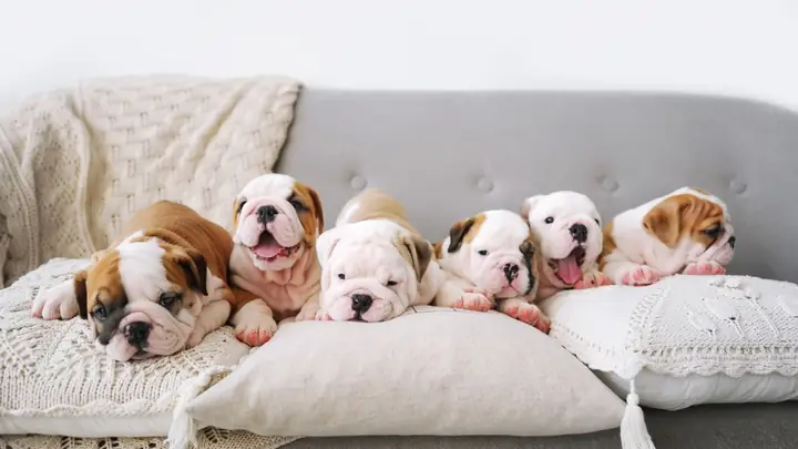 Ảnh Con Chó Ngộ Nghĩnh