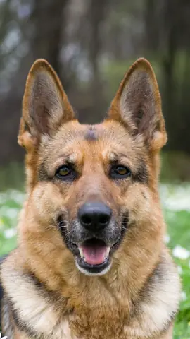 Ảnh Chó Cool Ngầu