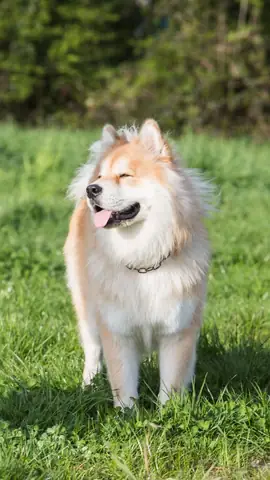 Ảnh Chó Cool Ngầu