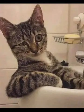 #1. Tải Meme Mèo Hài Hước