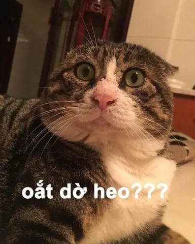 #1. Tải Meme Mèo Hài Hước